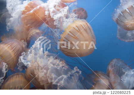 Glowing jellyfish against deep blue water background Glowing jellyfish against deep blue water background 122080225