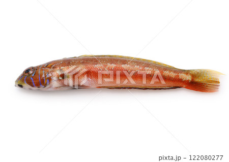 トラギス（釣りもの） 122080277