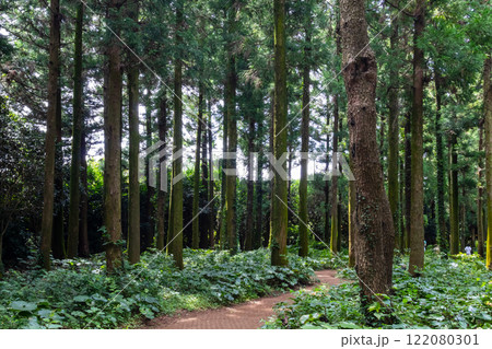 Jeju Island's Secret Forest Trail with Cypress Tree Forest Jeju Island's Secret Forest Trail with Cypress Tree Forest 122080301