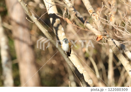 ルリビタキのオス 122080309