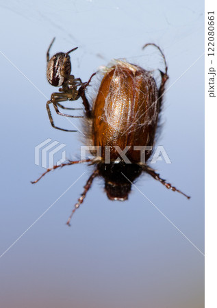 Noble false widow next to its prey. 122080661
