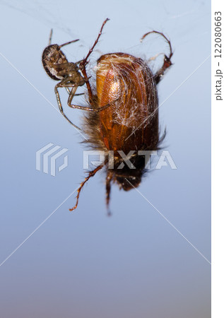 Noble false widow next to its prey. 122080663