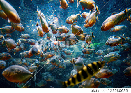 Red bellied piranha fish (Pygocentrus Nattereri) swimming in river water in South America jungle. 122080686