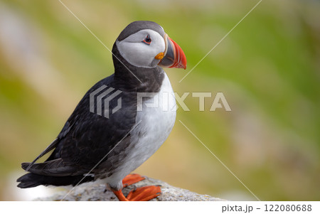 Atlantic puffin (Fratercula arctica), on the rock on the island of Runde (Norway). Atlantic puffin (Fratercula arctica), on the rock on the island of Runde (Norway). 122080688