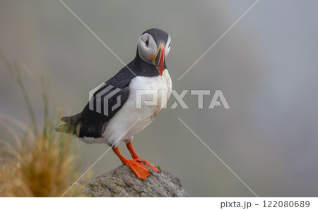 Atlantic puffin (Fratercula arctica), on the rock on the island of Runde (Norway). Atlantic puffin (Fratercula arctica), on the rock on the island of Runde (Norway). 122080689