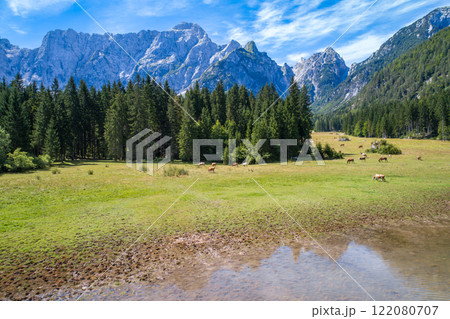 Horses graze on green field.Lake Lago di Fusine Superiore Italy Alps. 122080707
