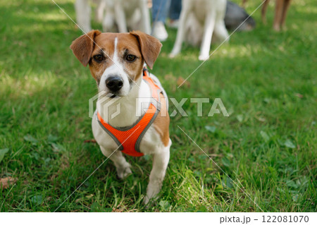Jack Russell Terrier dog in park on walk with his owner on leash. walking and training of pets Jack Russell Terrier dog in park on walk with his owner on leash. walking and training of pets 122081070