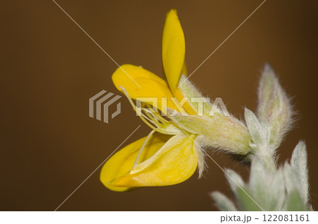 Flower of Lotus spartioides. 122081161