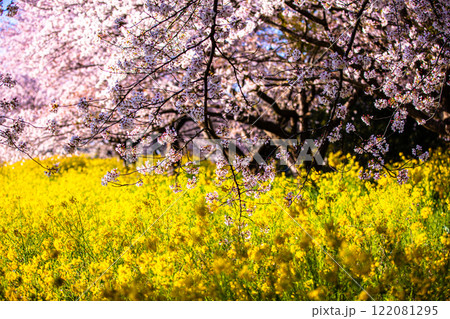 【栃木県_渡良瀬遊水地】菜の花の堤(道)4月 【栃木県_渡良瀬遊水地】菜の花の堤(道)4月 122081295