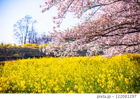 【栃木県_渡良瀬遊水地】菜の花の堤(道)4月 【栃木県_渡良瀬遊水地】菜の花の堤(道)4月 122081297
