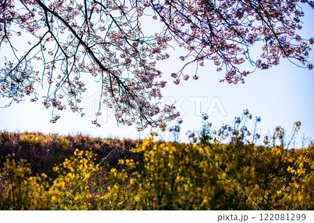 【栃木県_渡良瀬遊水地】菜の花の堤(道)4月 【栃木県_渡良瀬遊水地】菜の花の堤(道)4月 122081299