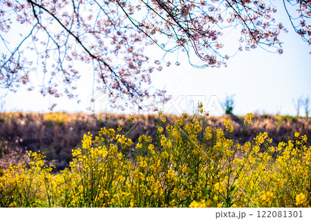 【栃木県_渡良瀬遊水地】菜の花の堤(道)4月 【栃木県_渡良瀬遊水地】菜の花の堤(道)4月 122081301