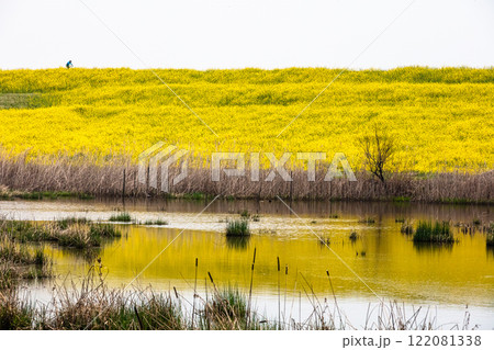 【栃木県_渡良瀬遊水地】菜の花の堤(道)4月 【栃木県_渡良瀬遊水地】菜の花の堤(道)4月 122081338