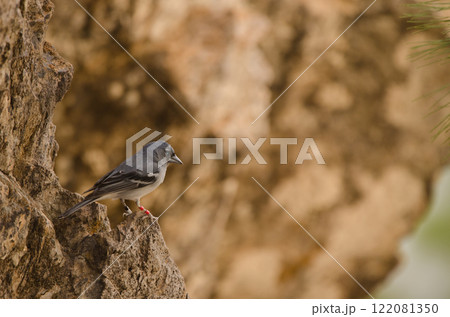 Male Gran canaria blue chaffinch. 122081350