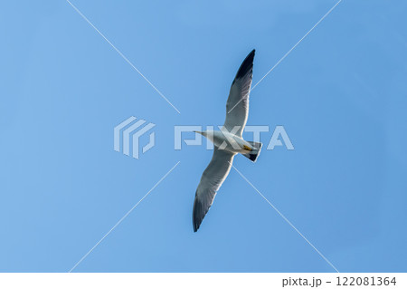 カモメ 122081364