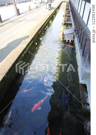 島根県・津和野 堀割の鯉 島根県・津和野 堀割の鯉 122081498
