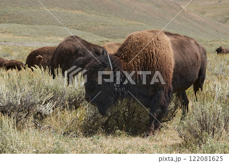 イエローストーン国立公園内で遭遇した野生のバッファローの群れ 122081625