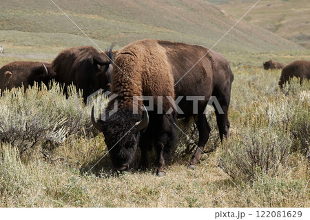 イエローストーン国立公園内で遭遇した野生のバッファローの群れ イエローストーン国立公園内で遭遇した野生のバッファローの群れ 122081629