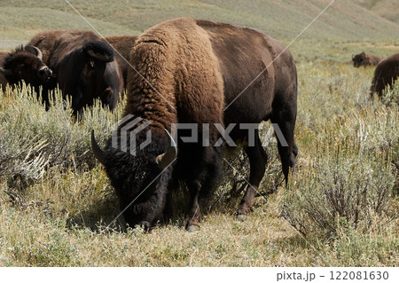 イエローストーン国立公園内で遭遇した野生のバッファローの群れ 122081630