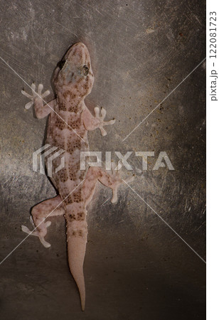 Boettger's wall gecko. Boettger's wall gecko. 122081723