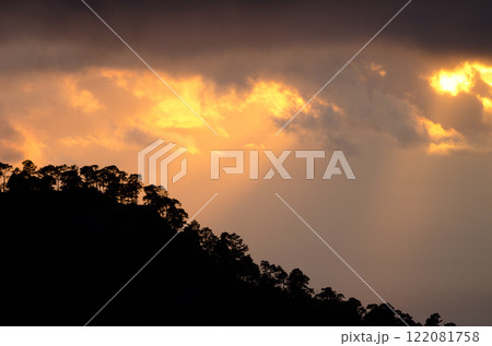 Forest of Canary island pine at sunset. Forest of Canary island pine at sunset. 122081758