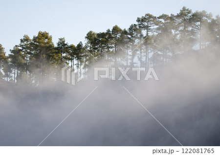 Forest of Canary island pine in the fog. Forest of Canary island pine in the fog. 122081765