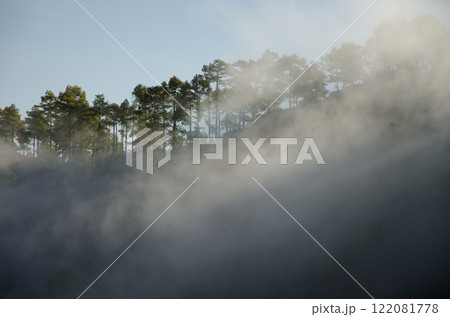 Forest of Canary island pine in the fog. Forest of Canary island pine in the fog. 122081778