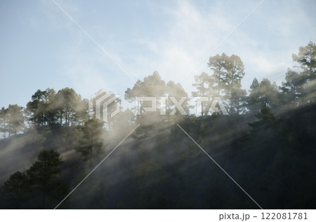 Forest of Canary island pine in the fog. 122081781