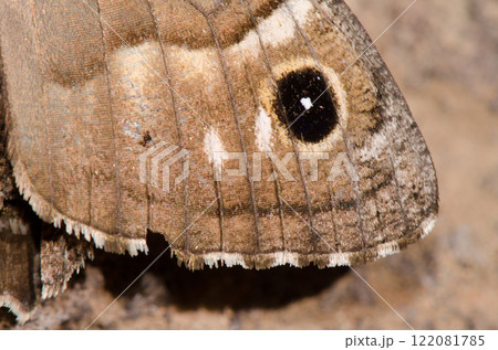 Wing of a butterfly. 122081785