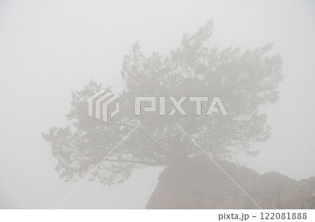 Shrub in the fog. Shrub in the fog. 122081888