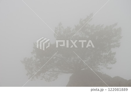 Shrub in the fog. Shrub in the fog. 122081889