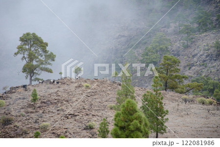 Herd of feral goats. 122081986