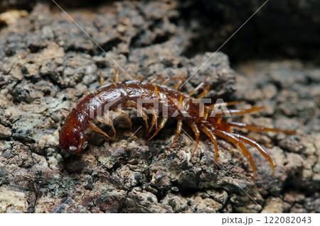 越冬しようと朽ち木に潜り込もうとするべっ甲色の小型イシムカデ目ムカデ類（ストロボマクロ接写） 122082043
