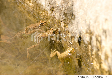 Perez's frogs Pelophylax perezi. 122082048