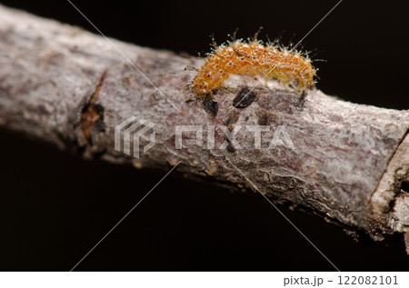 Caterpillar on a branch. Caterpillar on a branch. 122082101