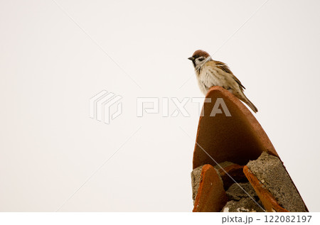 Eurasian tree sparrow shaking its plumage. Eurasian tree sparrow shaking its plumage. 122082197