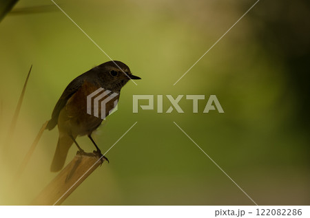 Male common redstart. 122082286