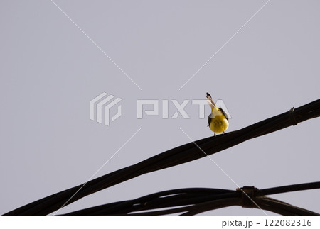 Grey wagtail on an electric cable. 122082316