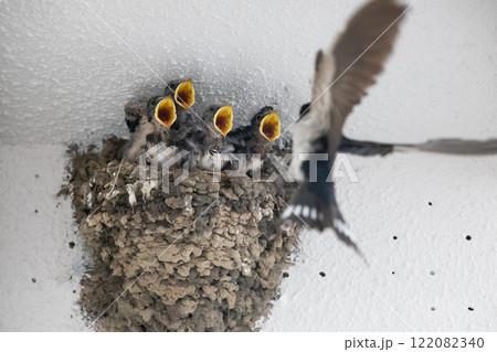 燕の親子 122082340
