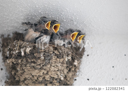 燕のヒナ 122082341