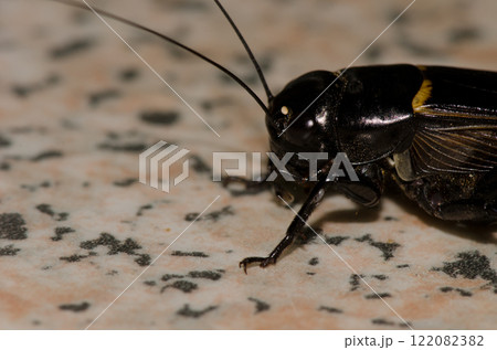 Two-spotted cricket Gryllus bimaculatus. Two-spotted cricket Gryllus bimaculatus. 122082382