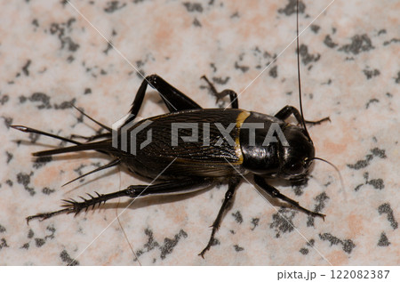 Two-spotted cricket Gryllus bimaculatus. Two-spotted cricket Gryllus bimaculatus. 122082387