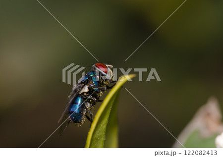 Blow fly Calliphora sp. Blow fly Calliphora sp. 122082413