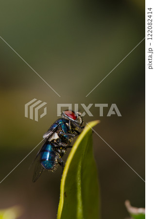 Blow fly Calliphora sp. Blow fly Calliphora sp. 122082414