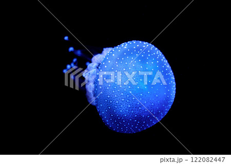 Tropical Jellyfish Phyllorhiza punctata white-spotted jellyfish underwater 122082447