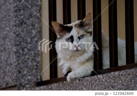 Cat resting on a balcony. 122082600