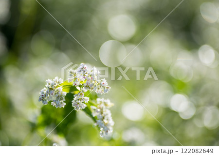 キラキラをバックに朝露に濡れるソバの花のアップ 122082649