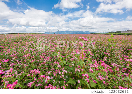 雲の浮かぶ空の下の赤いソバ畑 雲の浮かぶ空の下の赤いソバ畑 122082651