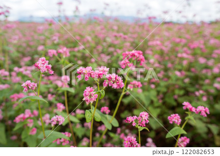 ソバ畑の赤ソバの花のアップ ソバ畑の赤ソバの花のアップ 122082653