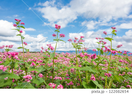 雲の浮かぶ空の下の赤いソバの花 122082654